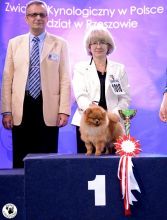 BIS PUPPY I Thank you to the judge Roberto Schill